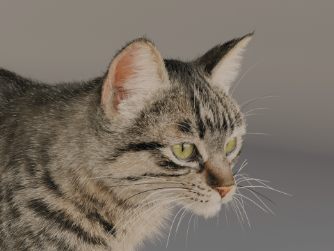 Grey Tabby cat 3D 模型