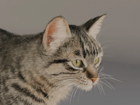Grey Tabby cat 3D Model