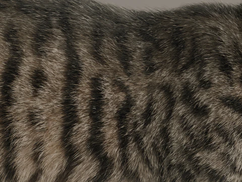 Grey Tabby cat 3D Model
