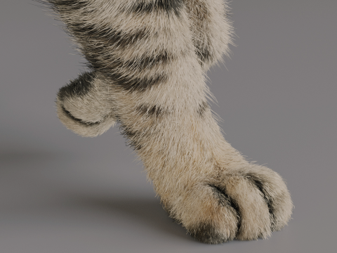 Grey Tabby cat 3D 模型