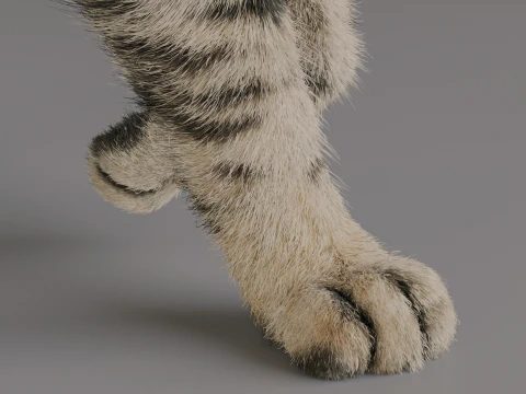 Grey Tabby cat 3D Model