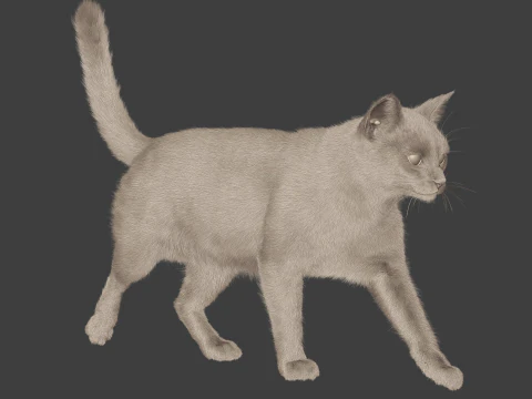 Grey Tabby cat 3D Model