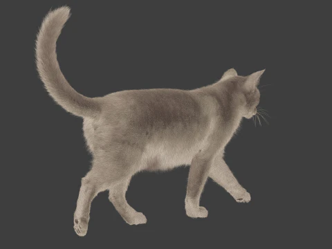 Grey Tabby cat 3D Model