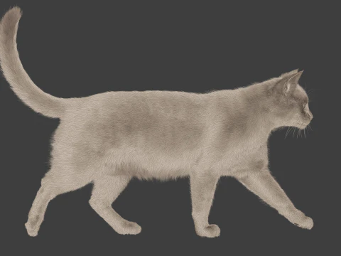 Grey Tabby cat 3D Model