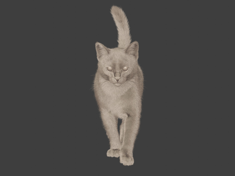 Grey Tabby cat 3D 模型