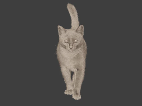 Grey Tabby cat 3D Model