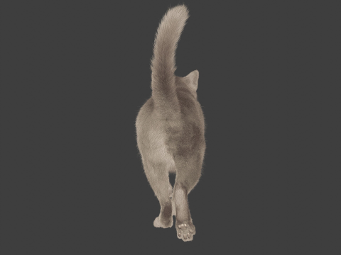 Grey Tabby cat 3D 模型