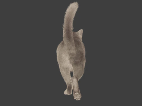 Grey Tabby cat 3D Model