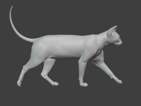 Grey Tabby cat 3D Model