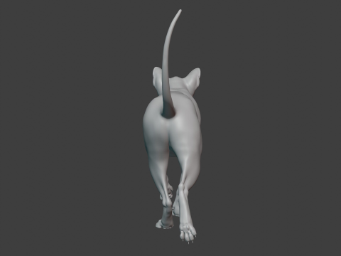 Grey Tabby cat 3D 模型