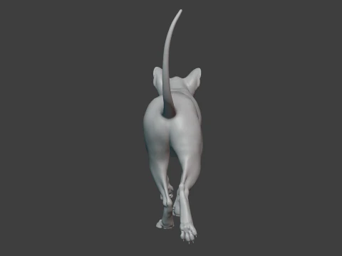 Grey Tabby cat 3D Model