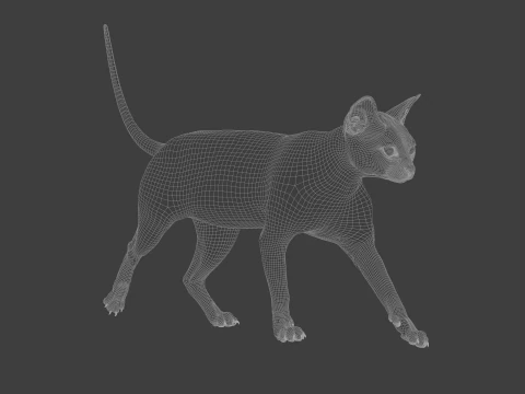 Grey Tabby cat 3D Model
