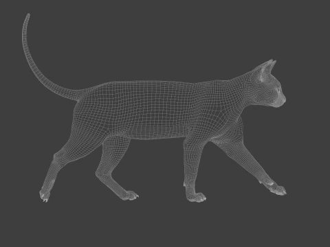 Grey Tabby cat 3D Model