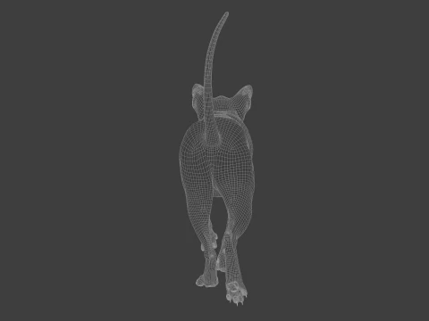 Grey Tabby cat 3D Model