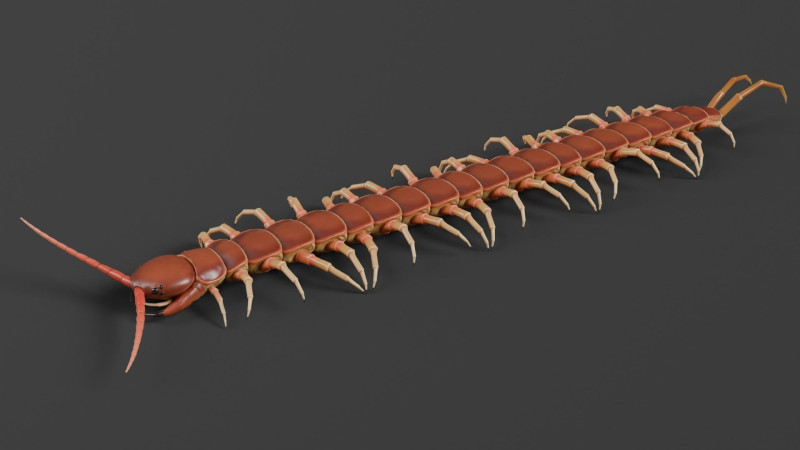 Centipede 3D Model .c4d .max .obj .3ds .fbx .stl .blend