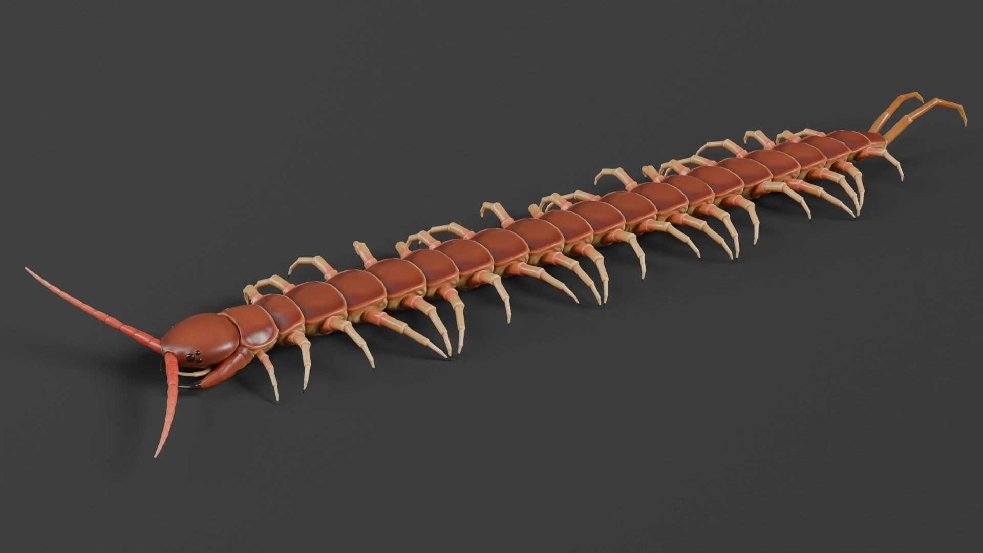 Centipede 3D Model .c4d .max .obj .3ds .fbx .stl .blend 