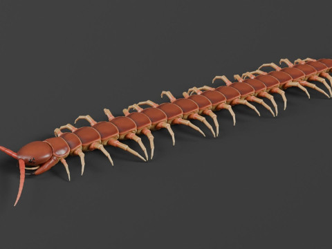 Centipede Model 3D