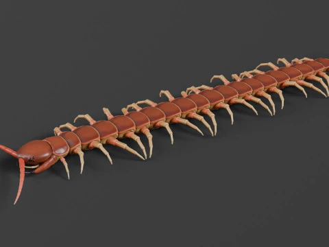 Tausendfüßler 3D Modell