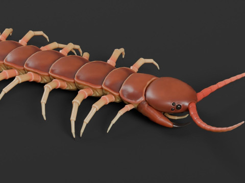 Centipede 3D Model