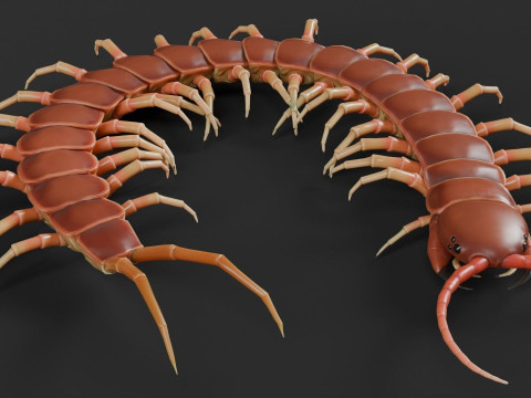Centipede 3D Model