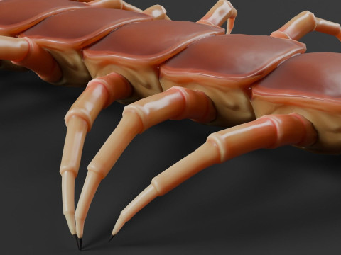 Centipede 3D Model