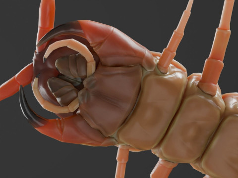 Centipede 3D Model