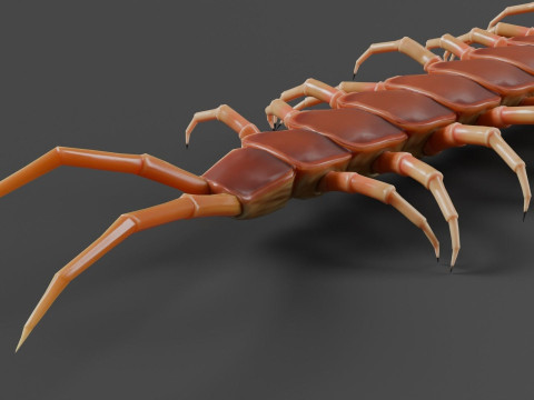Centipede 3D Model