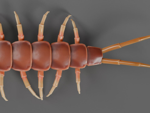 Centipede 3D Model