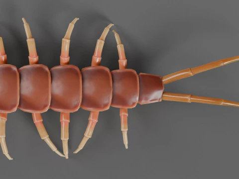 Centipede 3D Model