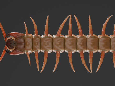 Centipede 3D Model