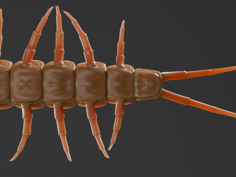 Centipede 3D Model
