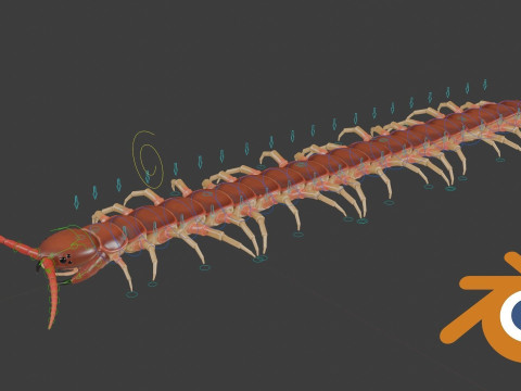 Centipede 3D Model