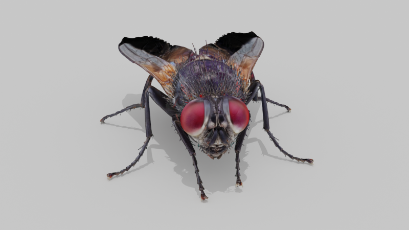 Housefly 3D Model .c4d .max .obj .3ds .fbx .stl .blend