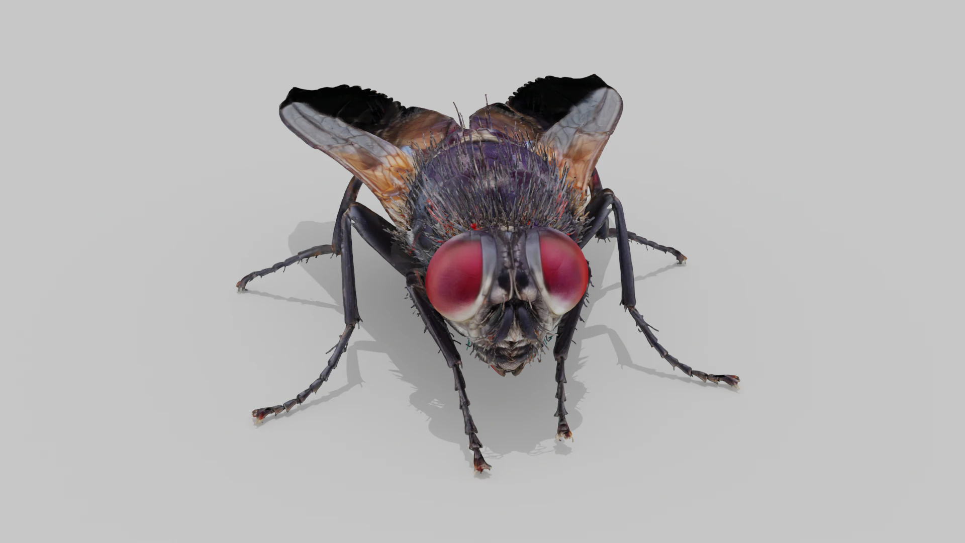 Mosca dom&eacute;stica Modelo 3D .c4d .max .obj .3ds .fbx .stl .blend 