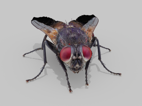 Mouche domestique Modèle 3D