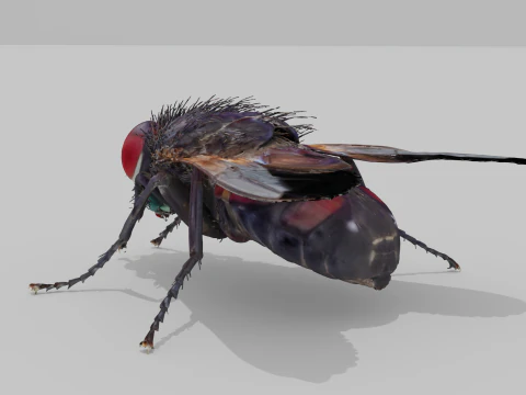 Mosca dom&eacute;stica Modelo 3D