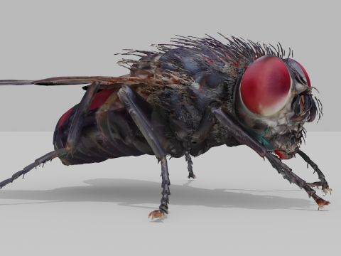 Housefly 3D Model
