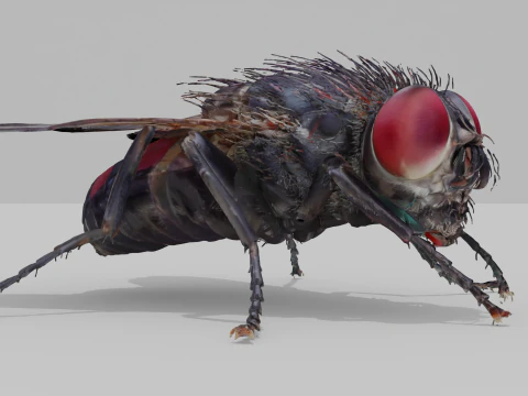 Mosca dom&eacute;stica Modelo 3D