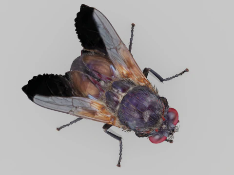 Mosca dom&eacute;stica Modelo 3D