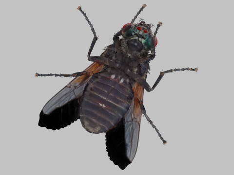 Housefly 3D Model
