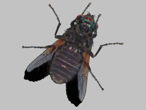 Mosca dom&eacute;stica Modelo 3D