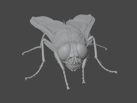 Housefly 3D Model