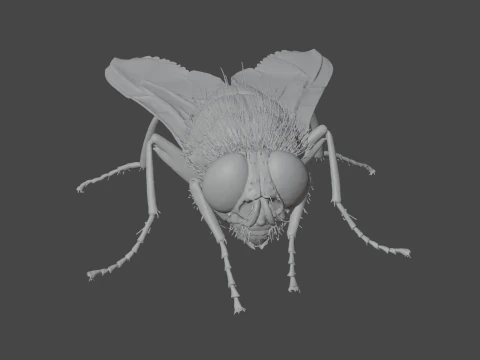 Mosca dom&eacute;stica Modelo 3D