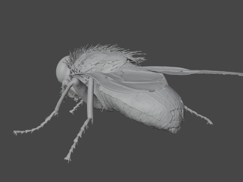 Housefly 3D Model