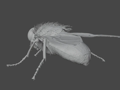 Mosca dom&eacute;stica Modelo 3D