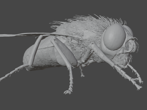 Housefly 3D Model