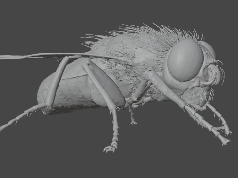 Mosca dom&eacute;stica Modelo 3D