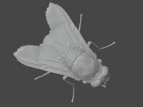 Housefly 3D Model