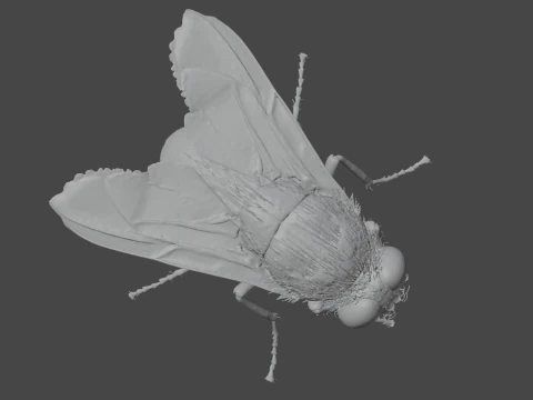 Mosca dom&eacute;stica Modelo 3D