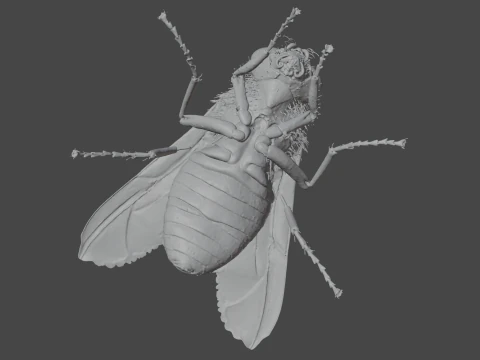 Mosca dom&eacute;stica Modelo 3D